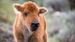 A young bison calf with rust-red fur.
