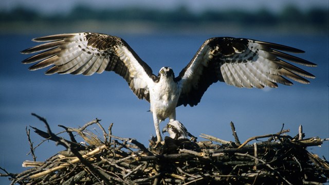 An osprey stands on its stick nest while stretching out its wings.