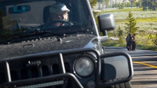 Photo of a person watching a grizzly bear from a vehicle