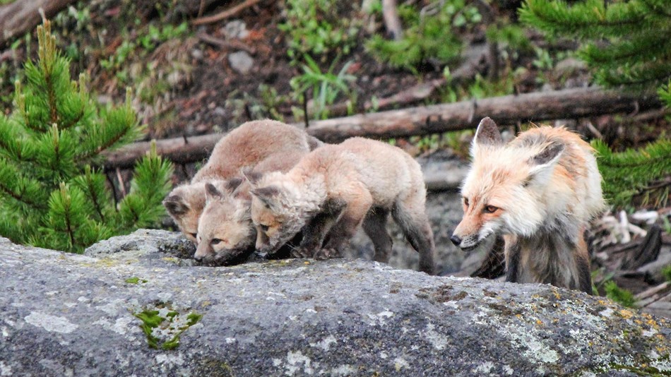 A red fox and kits stand on a rock and lap up some water.