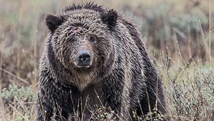 Large grizzly bear staring straight ahead while standing in sagebrush.