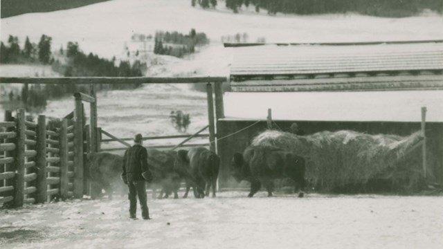 a bison calf nursing during an early morning