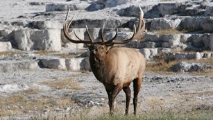 An elk bugles in front of white hot spring terraces