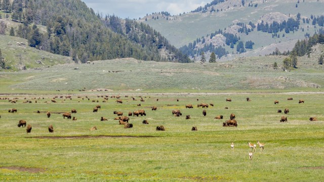 Bison and pronghorn grazing in green, grassy plains of with forested hills in the distance.