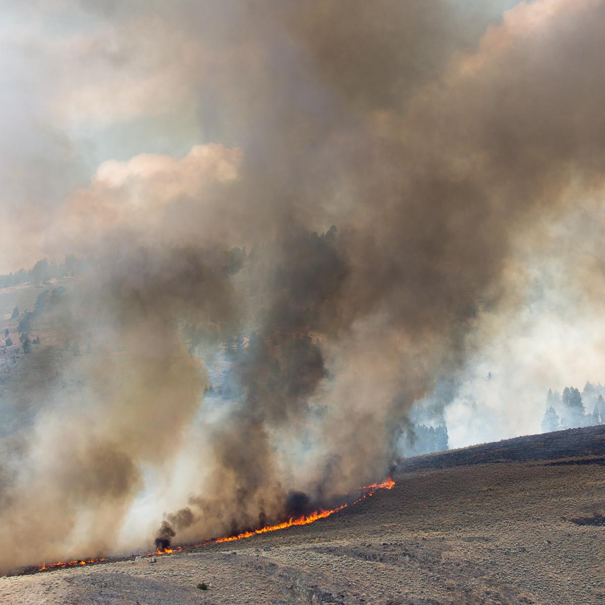 The Buffalo Fire burns through mixed sagebrush and grasses at Slough Creek