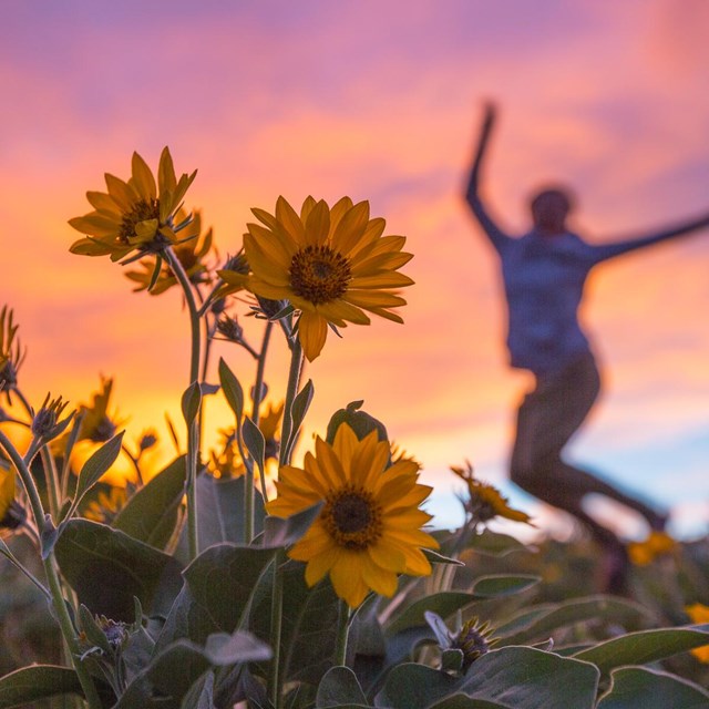 A person jumps for joy in a field of flowers