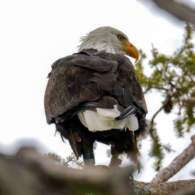 A bald eagle perched in a tree