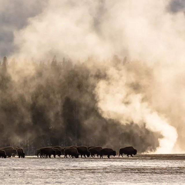 a herd of bison walking through a valley near a thermal feature