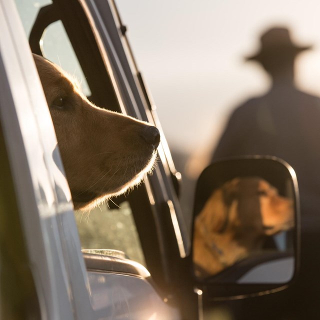 A dog looks out the window of the passenger seat of a vehicle