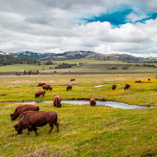 Bison grazing in a vast, green valley 