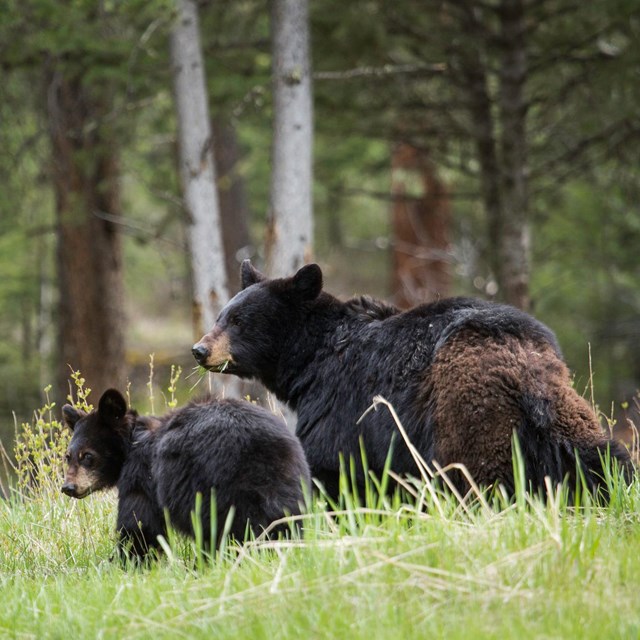 An adult black bear and cub stand in grass near a forest