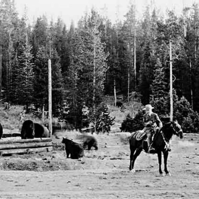 a park ranger using telemetry to locate a cougar on a wintry day