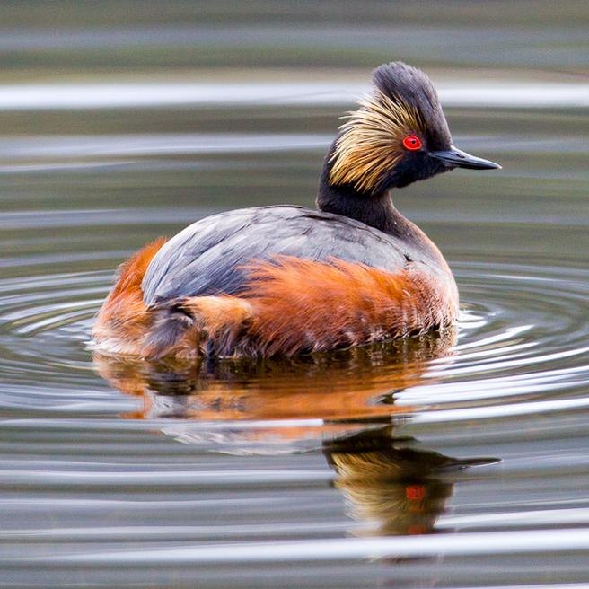 An eared grebe near Mammoth Hot Springs