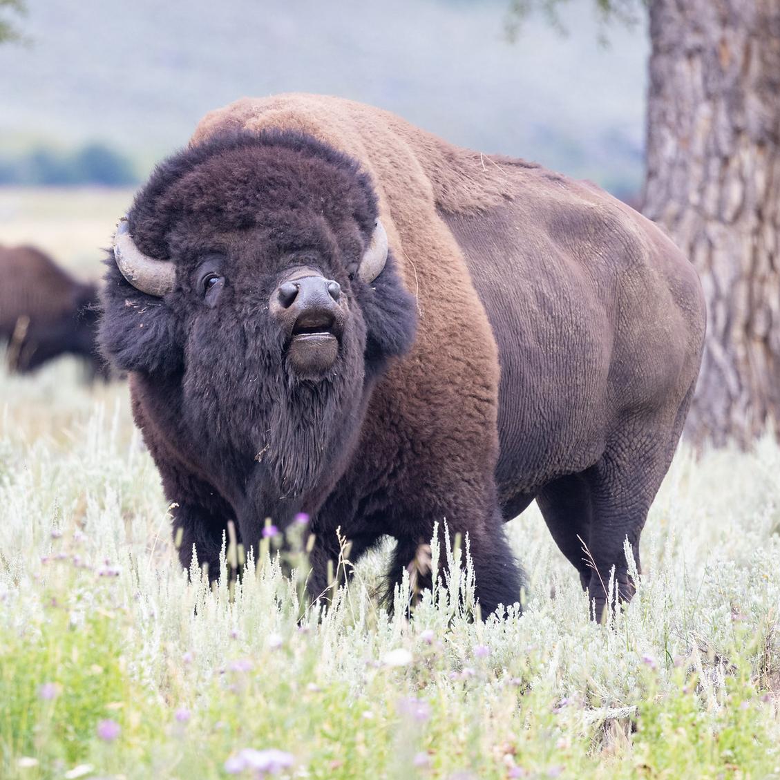 Bison smelling the air