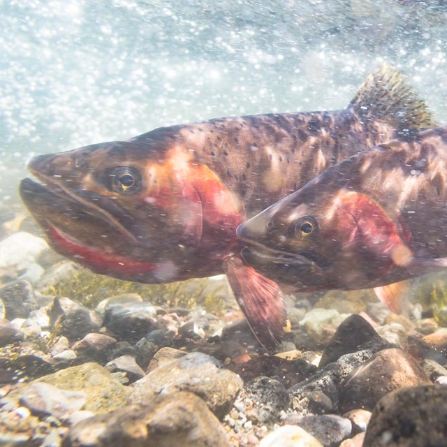 Yellowstone cutthroat trout