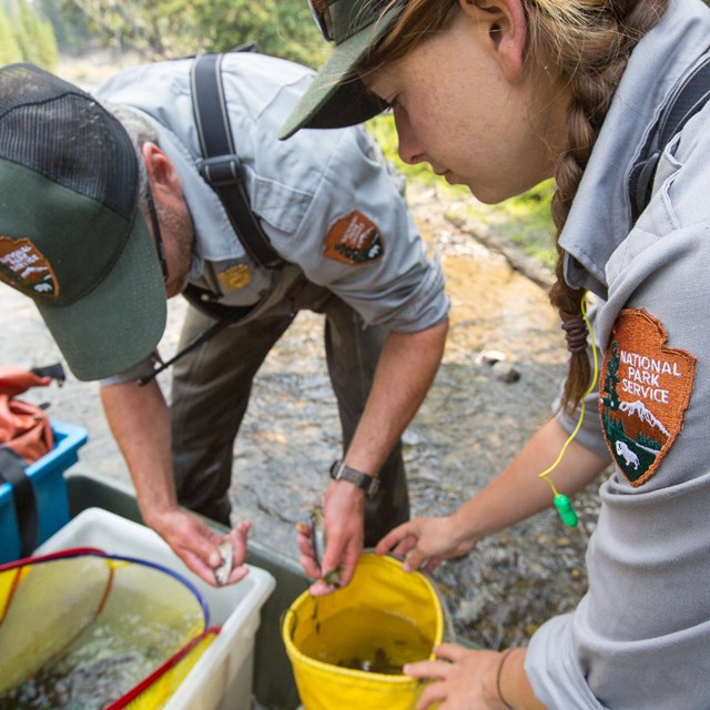 Photo of park employees restoring native fish to Grayling Creek