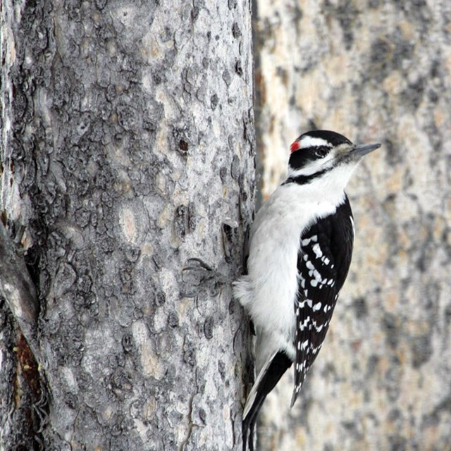 A striped black & white bird with a red patch on the back of it's head perches on a tree trunk.