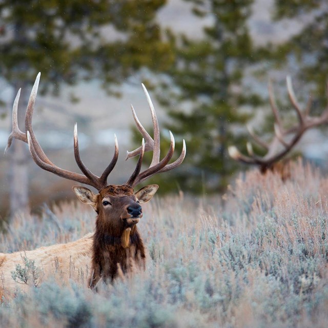 A pair of bull elk with large antlers resting in sagebrush.