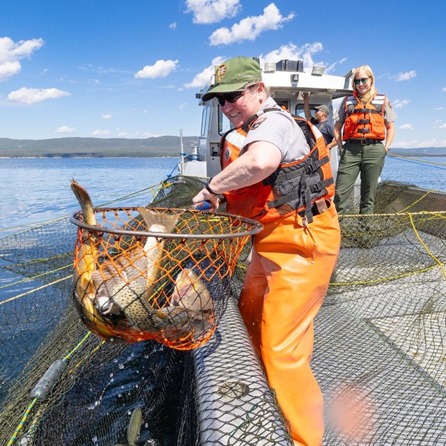 A biologist holds a net full of Yellowstone cutthroat trout