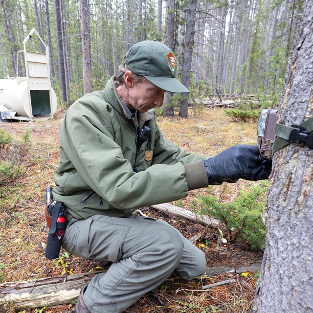 A biologist sets up a game camera in front of a culvert trap