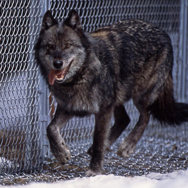 A wolf runs along the chain-link fence of the reintroduction enclosure