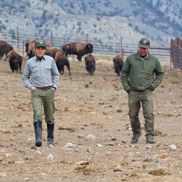 two park rangers walking with bison seen in the background