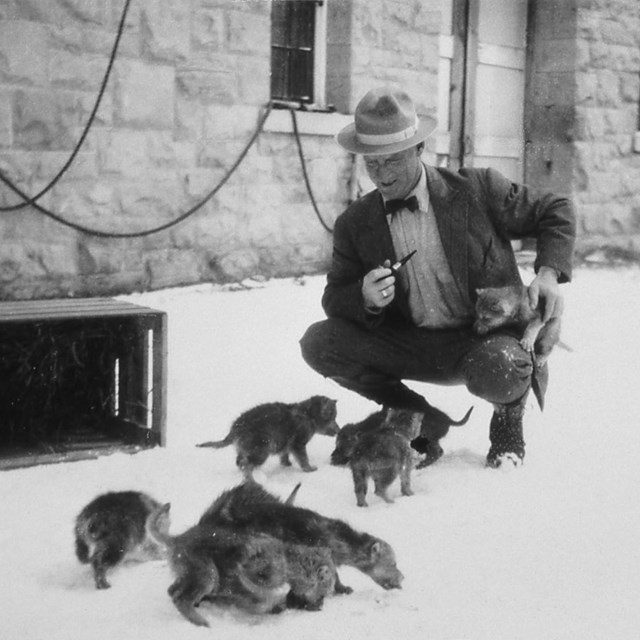 Park ranger with wolf pups