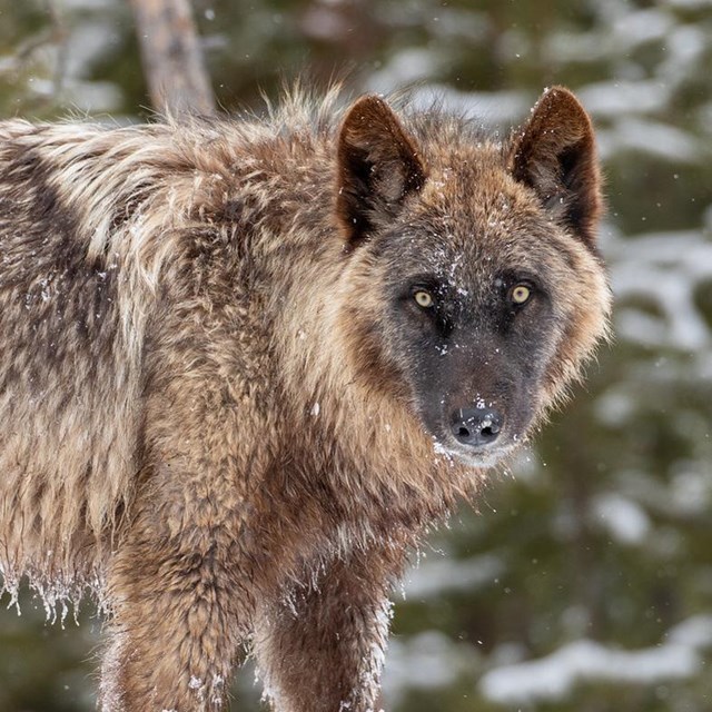 A black and gray colored wolf in snow