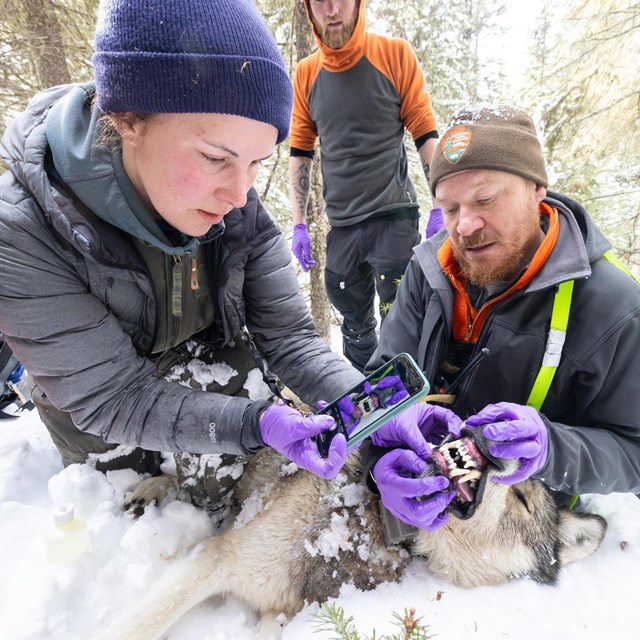 Park biologists take measurement on a wolf