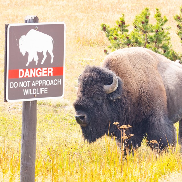 A bison behind a sign that reads 
