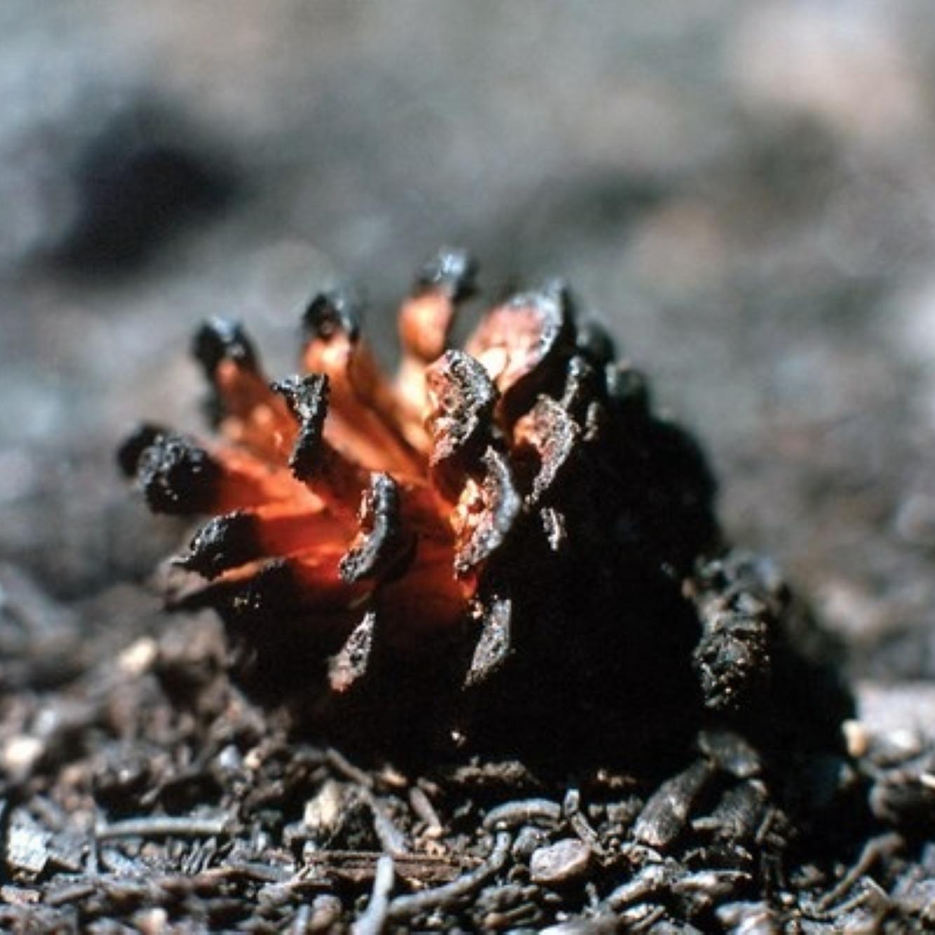 A pine cone laying on the ground