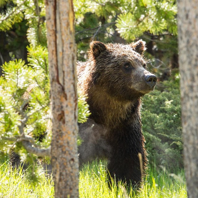 A grizzly bear in a meadow near Swan Lake