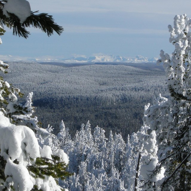 View from a hilltop looking out across a snowy forest.