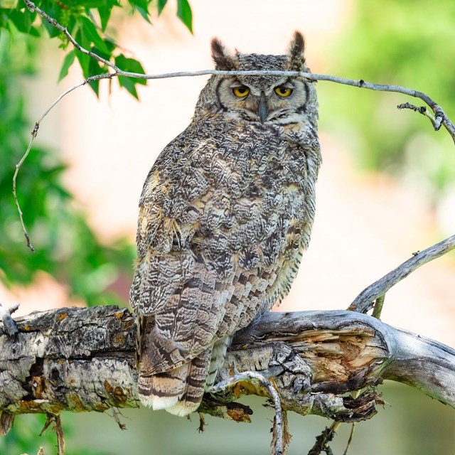 A large owl perched on a tree branch looking directly at the camera