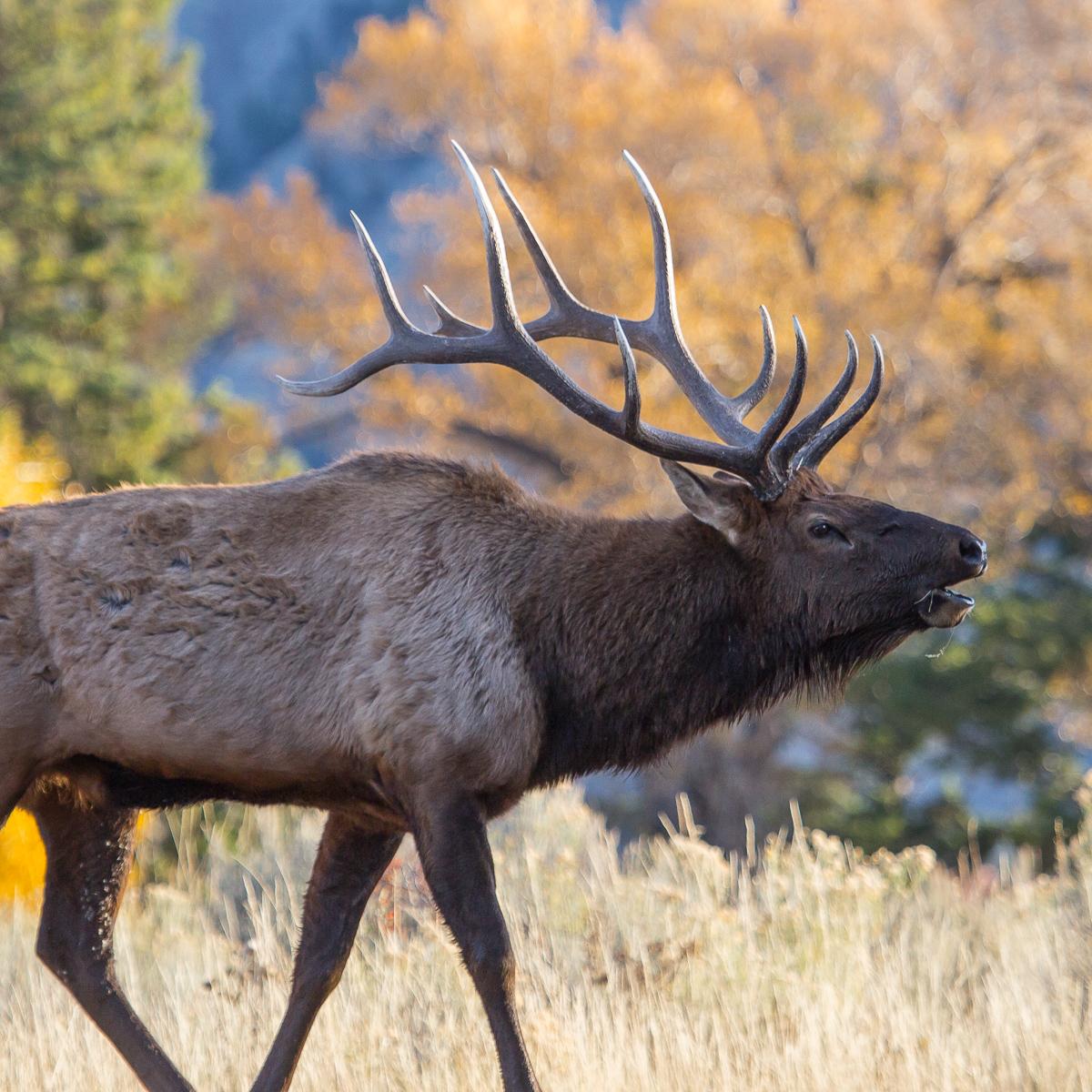 Bull elk bugling in Mammoth Hot Springs