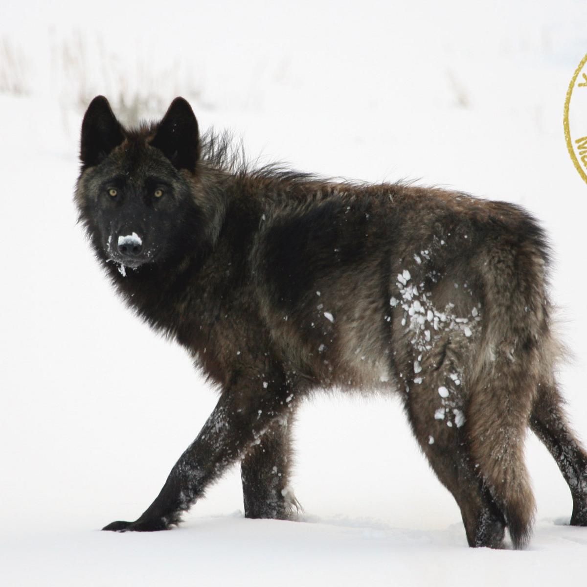 Photo of wolf