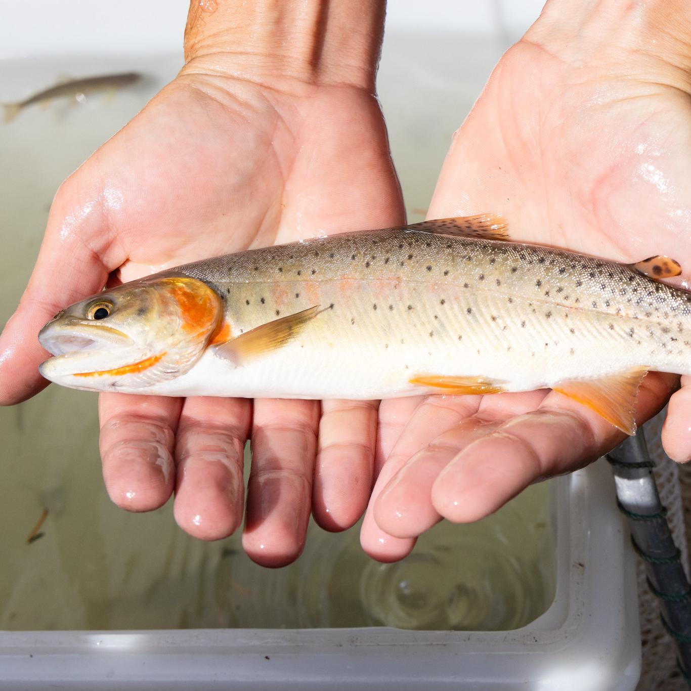 A pair of hands holding a small fish
