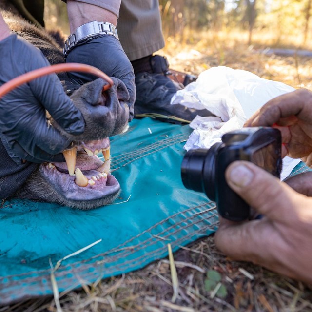 A biologist taking a close-up photo of a sedated bear's teeth