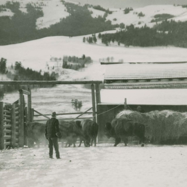 a bison calf nursing during an early morning