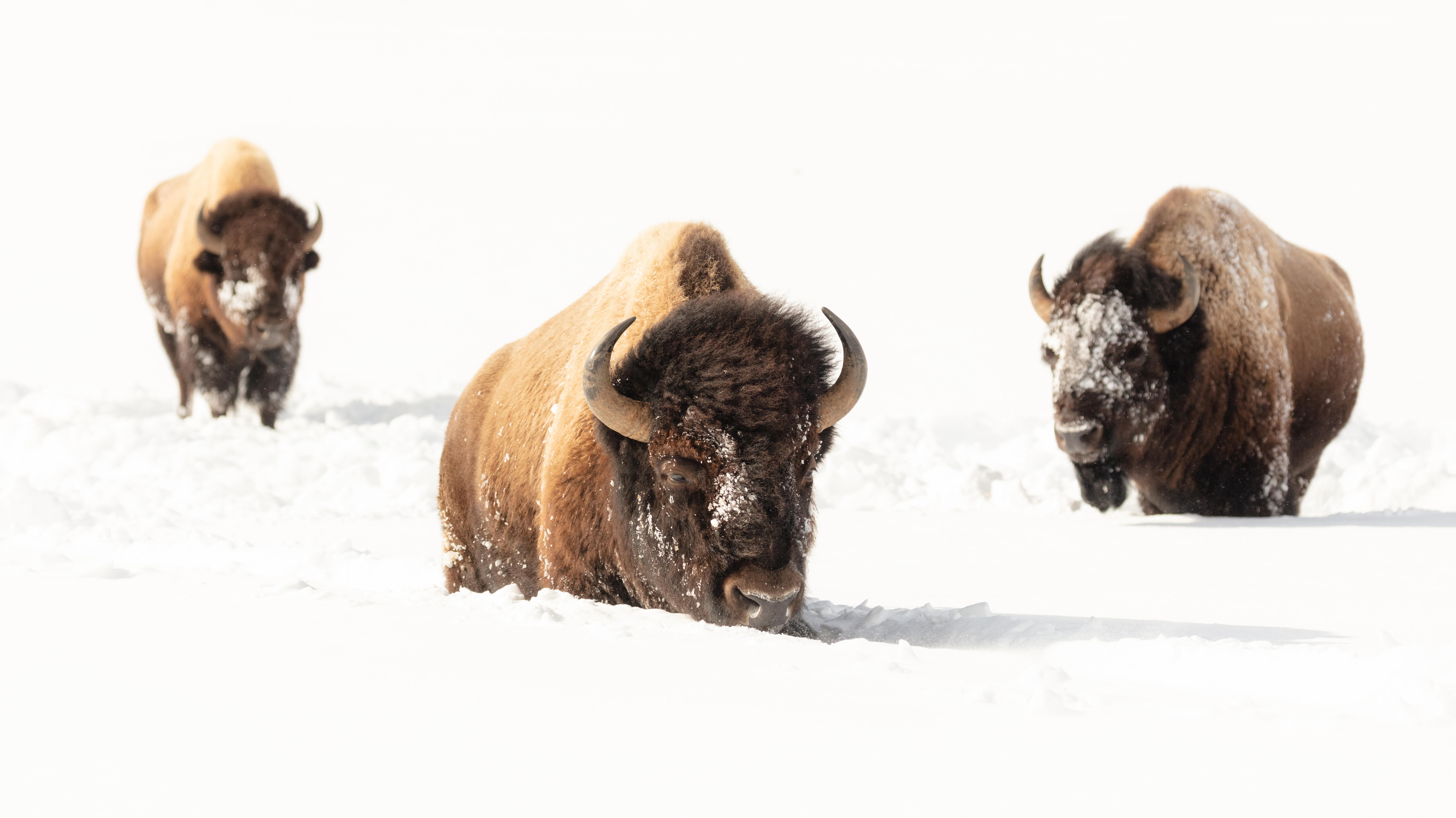 Three bison move through deep winter snows.