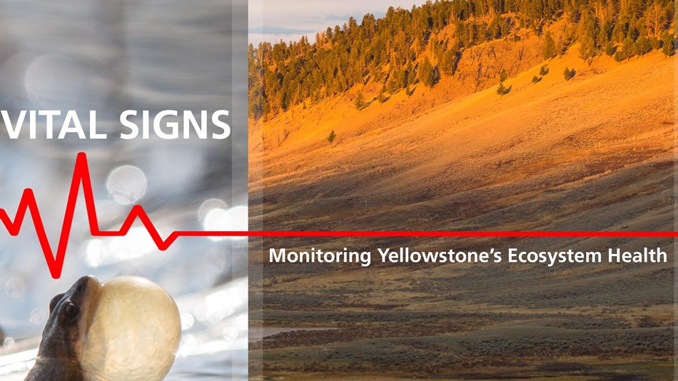 Yellowstone Science (U.S. National Park Service)