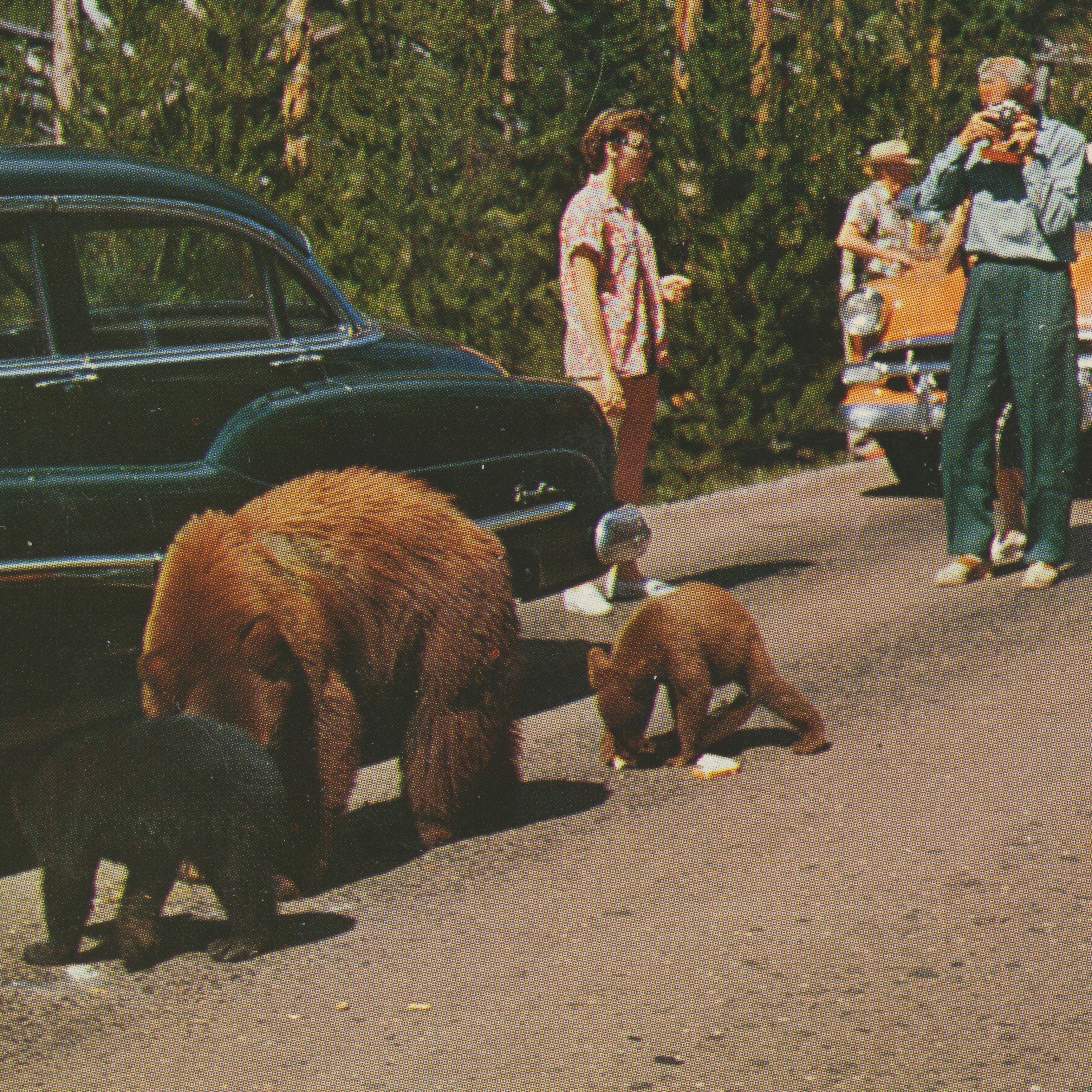 A mother bear and her cubs hold up traffic