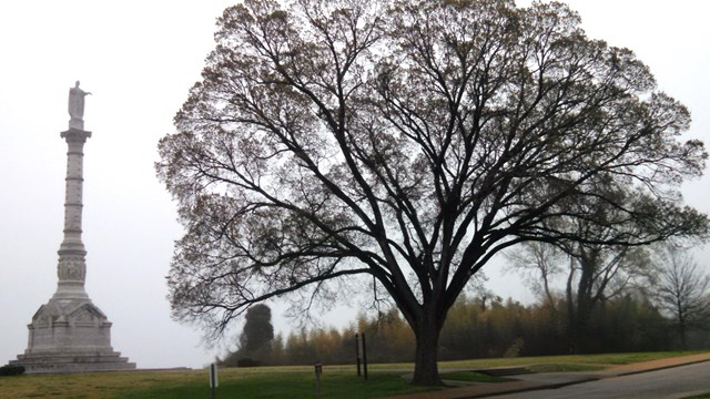 Elm tree in front of Victory Monument in winter.
