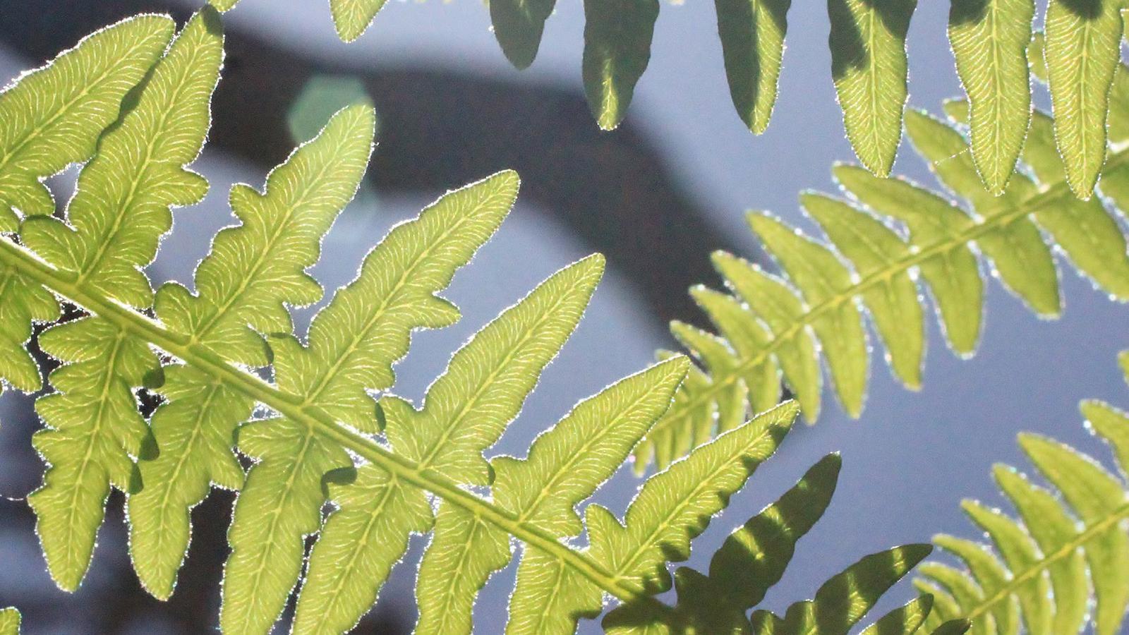 Fern fronds