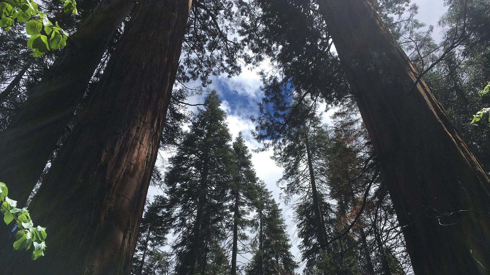 Image of treetops and sky