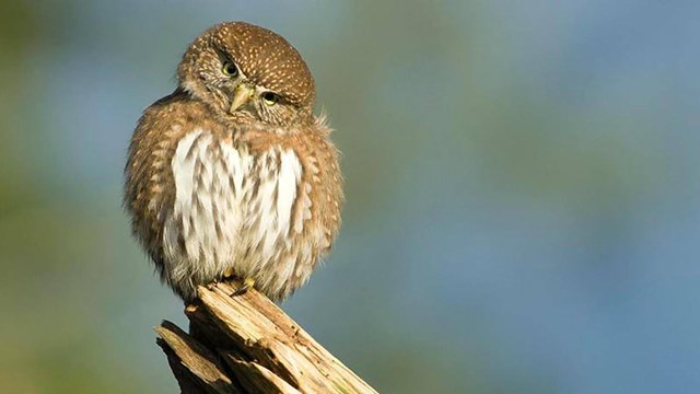 Image of a northern pygmy owl