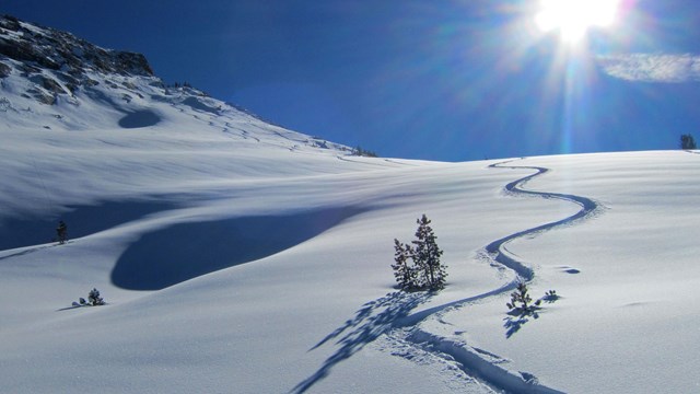 Skier tracks in fresh alpine powder