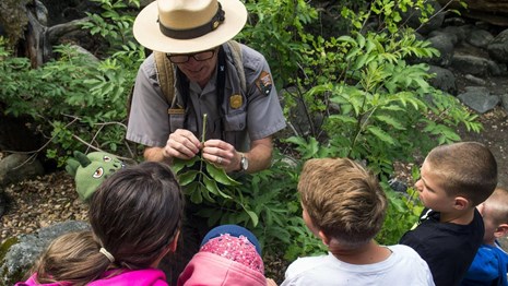 Ranger showing visitors a plant during a program