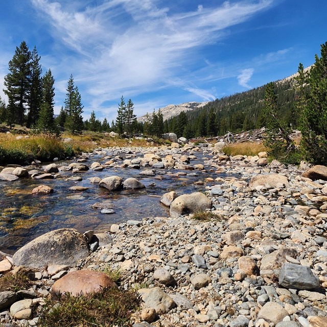 A rocky stream runs through a high elevation meadow