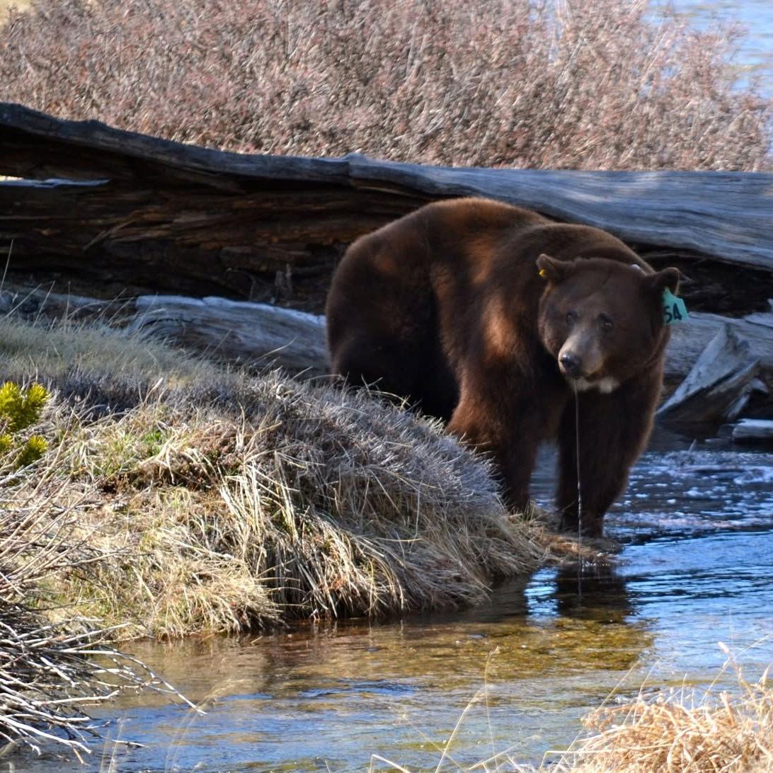 Large black bear with tag in ear standing in a river